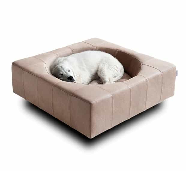 White retriever cuddles in buffalo leather dog bed CUBE from pet-interiors.