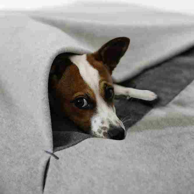 Cane carino in sacco a pelo pet-interiors con coperta per cani