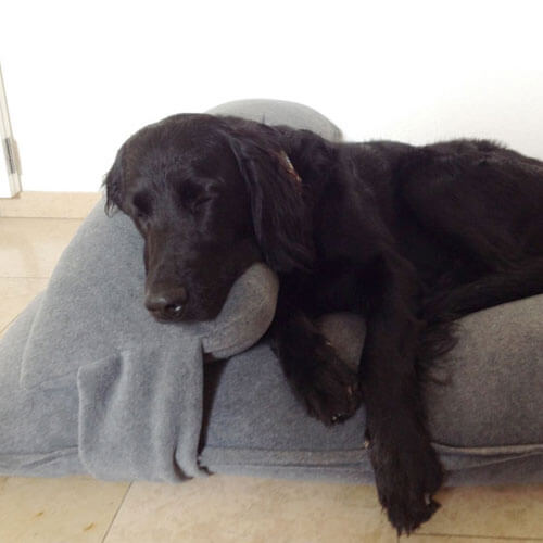 Mit dem passenden Kopfkissen ist das Diwan Uno Hundekissen der perfekte Schlafplatz für meinen süßen Labrador.
