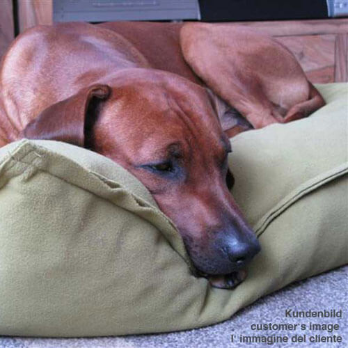 Das Divan Uno Hundekissen ist ein sehr hochwertiger und guter Schlafplatz für den Rhodesian Ridgeback.