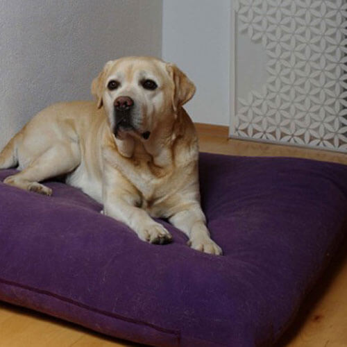 Divan Uno ist ein komfortables Hundekissen und mein Labrador liebt es über alles.