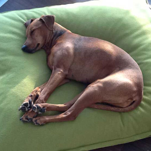 Die Latexfüllung macht aus dem Divan Uno Hundekissen einen orthopädischen Schlafplatz der Extraklasse.