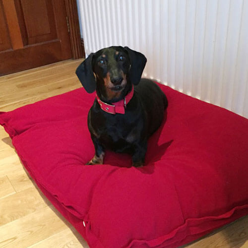 My Dachshund laughs with so much well-being on the Divan Uno dog bed.