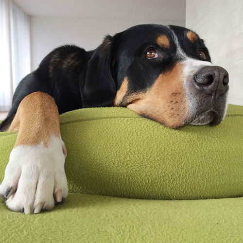 The Divan Uno dog cushion is a particularly good dog cushion for the Bernese Mountain Dog.