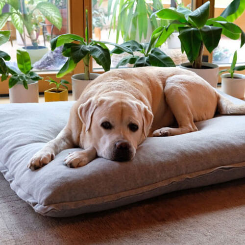My Labrador sleeps only on the new orthopedic dog cushion Divan Uno.