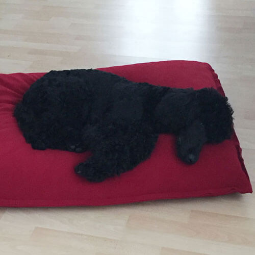 The exclusive Divan Uno dog cushion fits perfect for my poodle.