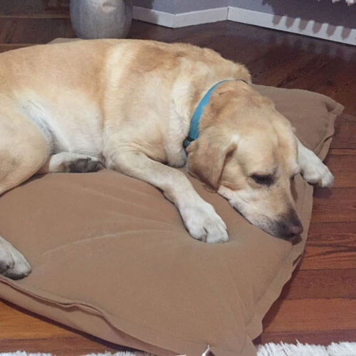 The Divan Uno dog cushion is especially loved by my Golden Retriever.