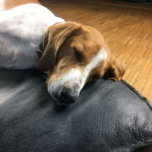 Letto per cani realizzato in super-morbida e indistruttibile pelle di bufala.